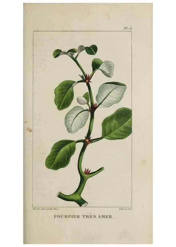 Reproducción/Reproduction 49743184221: Flore pittoresque et médicale des Antilles, ou, Histoire naturelle des plantes usuelles des colonies françaises, anglaises, espagnoles, et portugaises /. Paris :Ches l'Editeur,1833.. 