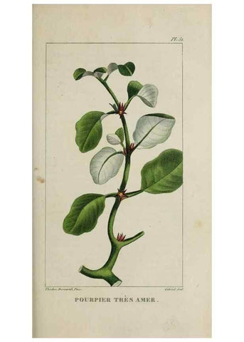 Reproducción/Reproduction 49743184221: Flore pittoresque et médicale des Antilles, ou, Histoire naturelle des plantes usuelles des colonies françaises, anglaises, espagnoles, et portugaises /. Paris :Ches l'Editeur,1833.. 