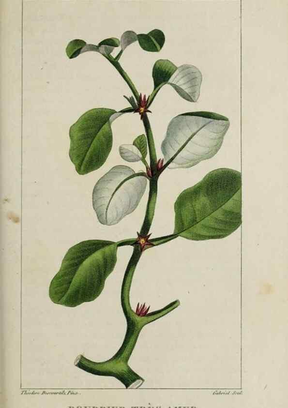Reproducción/Reproduction 49743184221: Flore pittoresque et médicale des Antilles, ou, Histoire naturelle des plantes usuelles des colonies françaises, anglaises, espagnoles, et portugaises /. Paris :Ches l'Editeur,1833.. 