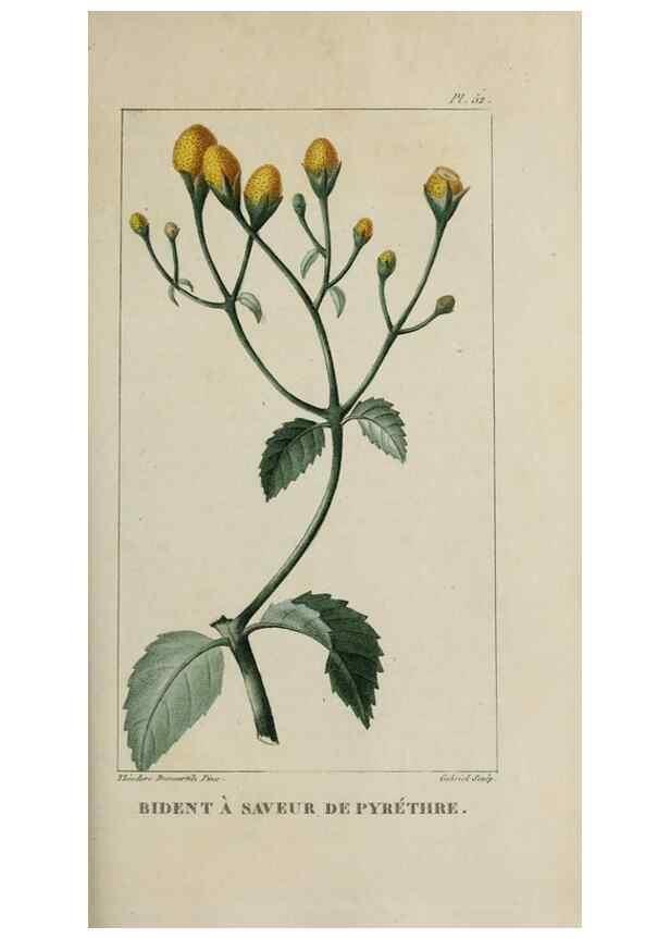Reproducción/Reproduction 49742635578: Flore pittoresque et médicale des Antilles, ou, Histoire naturelle des plantes usuelles des colonies françaises, anglaises, espagnoles, et portugaises /. Paris :Ches l'Editeur,1833.. 