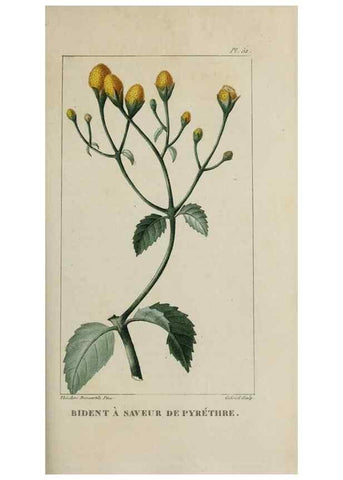 Reproducción/Reproduction 49742635578: Flore pittoresque et médicale des Antilles, ou, Histoire naturelle des plantes usuelles des colonies françaises, anglaises, espagnoles, et portugaises /. Paris :Ches l'Editeur,1833.. 