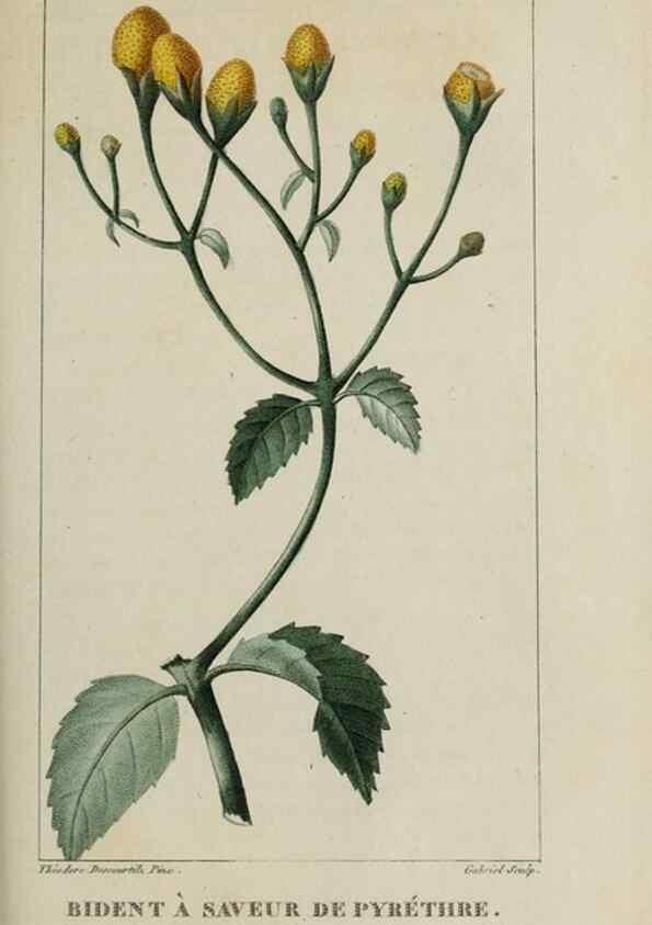 Reproducción/Reproduction 49742635578: Flore pittoresque et médicale des Antilles, ou, Histoire naturelle des plantes usuelles des colonies françaises, anglaises, espagnoles, et portugaises /. Paris :Ches l'Editeur,1833.. 