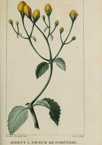 Reproducción/Reproduction 49742635578: Flore pittoresque et médicale des Antilles, ou, Histoire naturelle des plantes usuelles des colonies françaises, anglaises, espagnoles, et portugaises /. Paris :Ches l'Editeur,1833.. 
