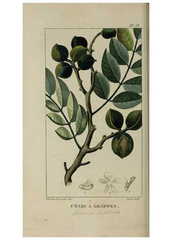 Reproducción/Reproduction 49743184996: Flore pittoresque et médicale des Antilles, ou, Histoire naturelle des plantes usuelles des colonies françaises, anglaises, espagnoles, et portugaises /. Paris :Ches l'Editeur,1833.. 
