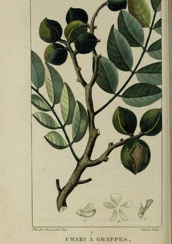 Reproducción/Reproduction 49743184996: Flore pittoresque et médicale des Antilles, ou, Histoire naturelle des plantes usuelles des colonies françaises, anglaises, espagnoles, et portugaises /. Paris :Ches l'Editeur,1833.. 