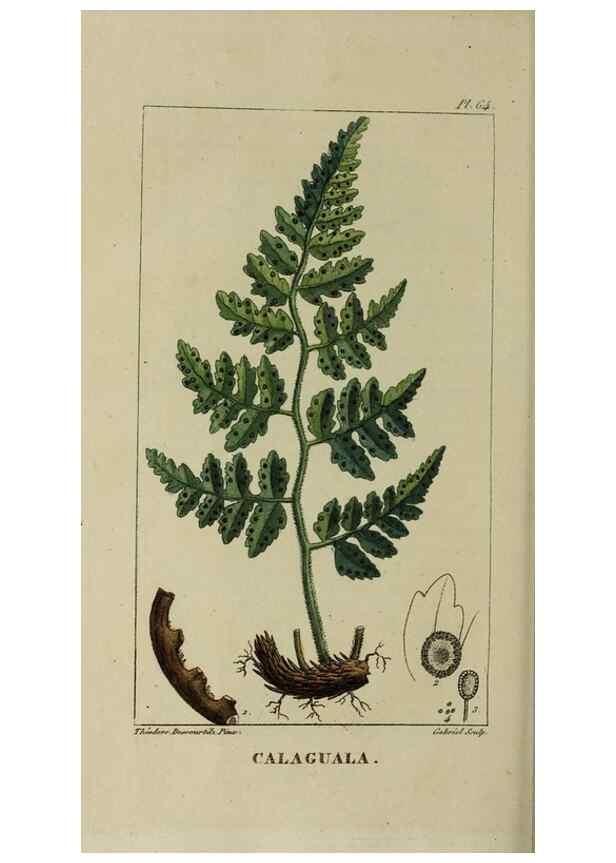 Reproducción/Reproduction 49743510217: Flore pittoresque et médicale des Antilles, ou, Histoire naturelle des plantes usuelles des colonies françaises, anglaises, espagnoles, et portugaises /. Paris :Ches l'Editeur,1833.. 