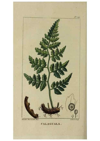 Reproducción/Reproduction 49743510217: Flore pittoresque et médicale des Antilles, ou, Histoire naturelle des plantes usuelles des colonies françaises, anglaises, espagnoles, et portugaises /. Paris :Ches l'Editeur,1833.. 