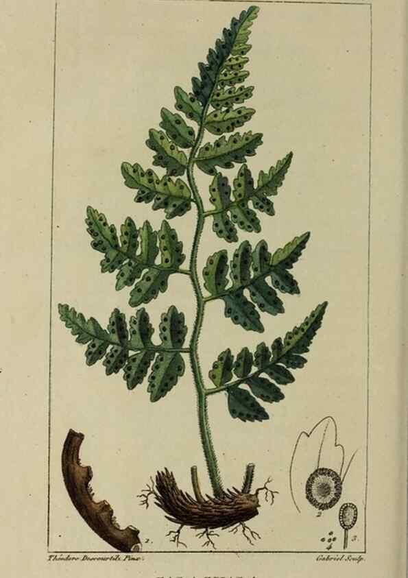 Reproducción/Reproduction 49743510217: Flore pittoresque et médicale des Antilles, ou, Histoire naturelle des plantes usuelles des colonies françaises, anglaises, espagnoles, et portugaises /. Paris :Ches l'Editeur,1833.. 