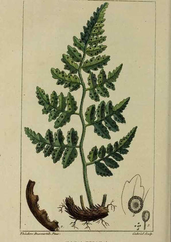 Reproducción/Reproduction 49743510217: Flore pittoresque et médicale des Antilles, ou, Histoire naturelle des plantes usuelles des colonies françaises, anglaises, espagnoles, et portugaises /. Paris :Ches l'Editeur,1833.. 