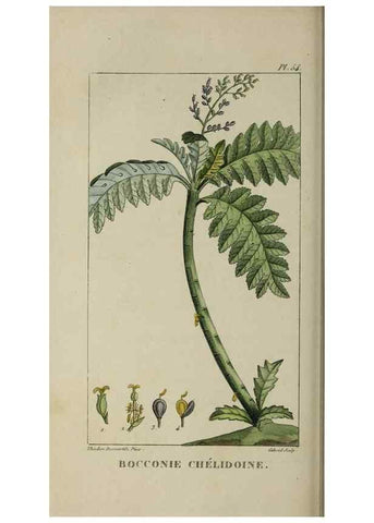 Reproducción/Reproduction 49742636273: Flore pittoresque et médicale des Antilles, ou, Histoire naturelle des plantes usuelles des colonies françaises, anglaises, espagnoles, et portugaises /. Paris :Ches l'Editeur,1833.. 