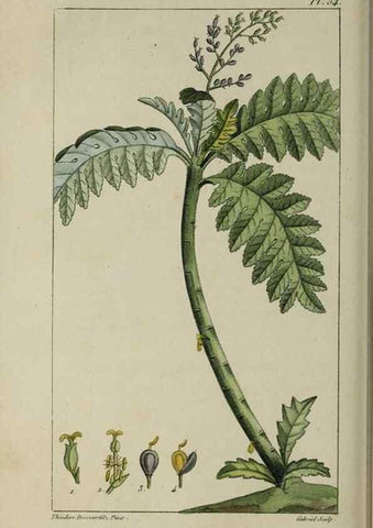 Reproducción/Reproduction 49742636273: Flore pittoresque et médicale des Antilles, ou, Histoire naturelle des plantes usuelles des colonies françaises, anglaises, espagnoles, et portugaises /. Paris :Ches l'Editeur,1833.. 
