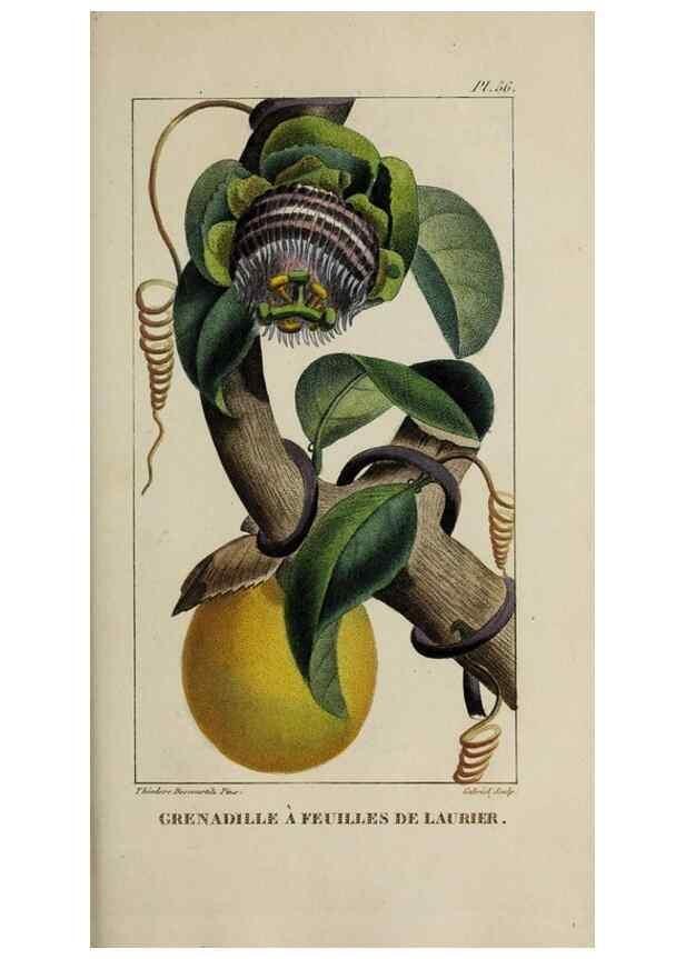 Reproducción/Reproduction 49743507332: Flore pittoresque et médicale des Antilles, ou, Histoire naturelle des plantes usuelles des colonies françaises, anglaises, espagnoles, et portugaises /. Paris :Ches l'Editeur,1833.. 