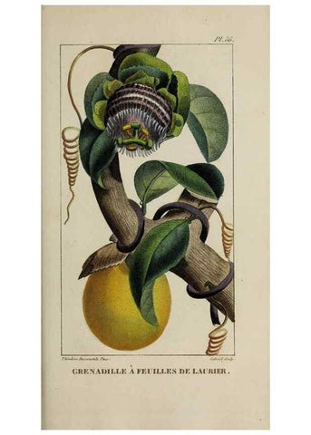 Reproducción/Reproduction 49743507332: Flore pittoresque et médicale des Antilles, ou, Histoire naturelle des plantes usuelles des colonies françaises, anglaises, espagnoles, et portugaises /. Paris :Ches l'Editeur,1833.. 