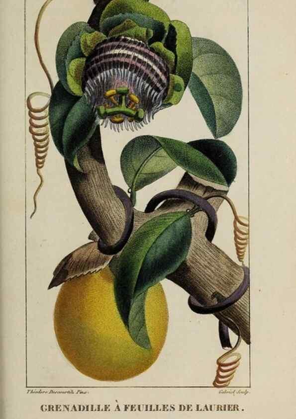 Reproducción/Reproduction 49743507332: Flore pittoresque et médicale des Antilles, ou, Histoire naturelle des plantes usuelles des colonies françaises, anglaises, espagnoles, et portugaises /. Paris :Ches l'Editeur,1833.. 