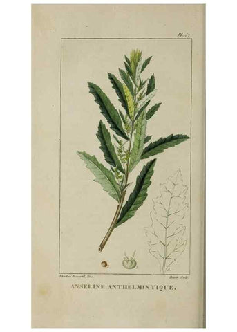 Reproducción/Reproduction 49743507542: Flore pittoresque et médicale des Antilles, ou, Histoire naturelle des plantes usuelles des colonies françaises, anglaises, espagnoles, et portugaises /. Paris :Ches l'Editeur,1833.. 