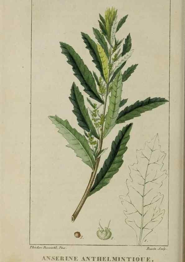 Reproducción/Reproduction 49743507542: Flore pittoresque et médicale des Antilles, ou, Histoire naturelle des plantes usuelles des colonies françaises, anglaises, espagnoles, et portugaises /. Paris :Ches l'Editeur,1833.. 