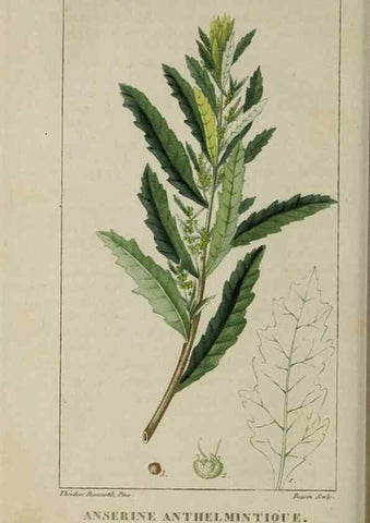 Reproducción/Reproduction 49743507542: Flore pittoresque et médicale des Antilles, ou, Histoire naturelle des plantes usuelles des colonies françaises, anglaises, espagnoles, et portugaises /. Paris :Ches l'Editeur,1833.. 