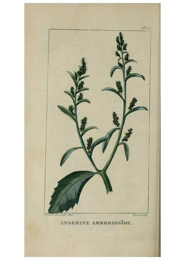 Reproducción/Reproduction 49742637368: Flore pittoresque et médicale des Antilles, ou, Histoire naturelle des plantes usuelles des colonies françaises, anglaises, espagnoles, et portugaises /. Paris :Ches l'Editeur,1833.. 