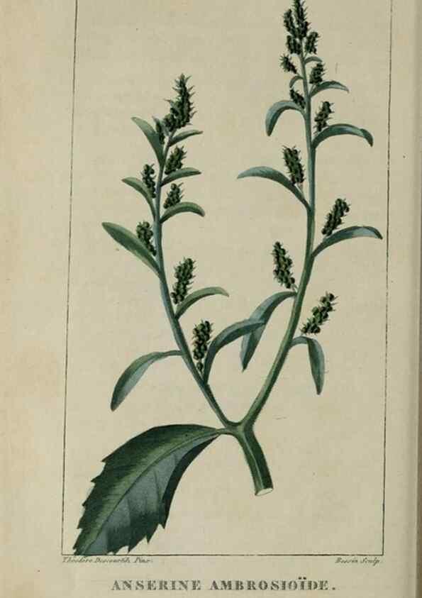 Reproducción/Reproduction 49742637368: Flore pittoresque et médicale des Antilles, ou, Histoire naturelle des plantes usuelles des colonies françaises, anglaises, espagnoles, et portugaises /. Paris :Ches l'Editeur,1833.. 
