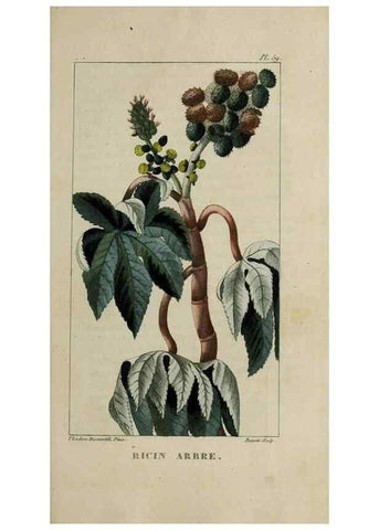 Reproducción/Reproduction 49743508222: Flore pittoresque et médicale des Antilles, ou, Histoire naturelle des plantes usuelles des colonies françaises, anglaises, espagnoles, et portugaises /. Paris :Ches l'Editeur,1833.. 