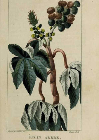 Reproducción/Reproduction 49743508222: Flore pittoresque et médicale des Antilles, ou, Histoire naturelle des plantes usuelles des colonies françaises, anglaises, espagnoles, et portugaises /. Paris :Ches l'Editeur,1833.. 
