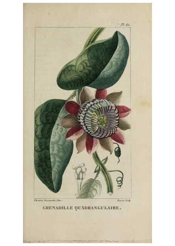 Reproducción/Reproduction 49743187146: Flore pittoresque et médicale des Antilles, ou, Histoire naturelle des plantes usuelles des colonies françaises, anglaises, espagnoles, et portugaises /. Paris :Ches l'Editeur,1833.. 