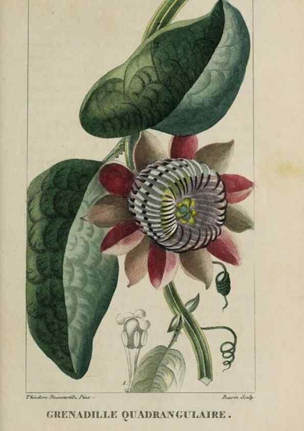 Reproducción/Reproduction 49743187146: Flore pittoresque et médicale des Antilles, ou, Histoire naturelle des plantes usuelles des colonies françaises, anglaises, espagnoles, et portugaises /. Paris :Ches l'Editeur,1833.. 