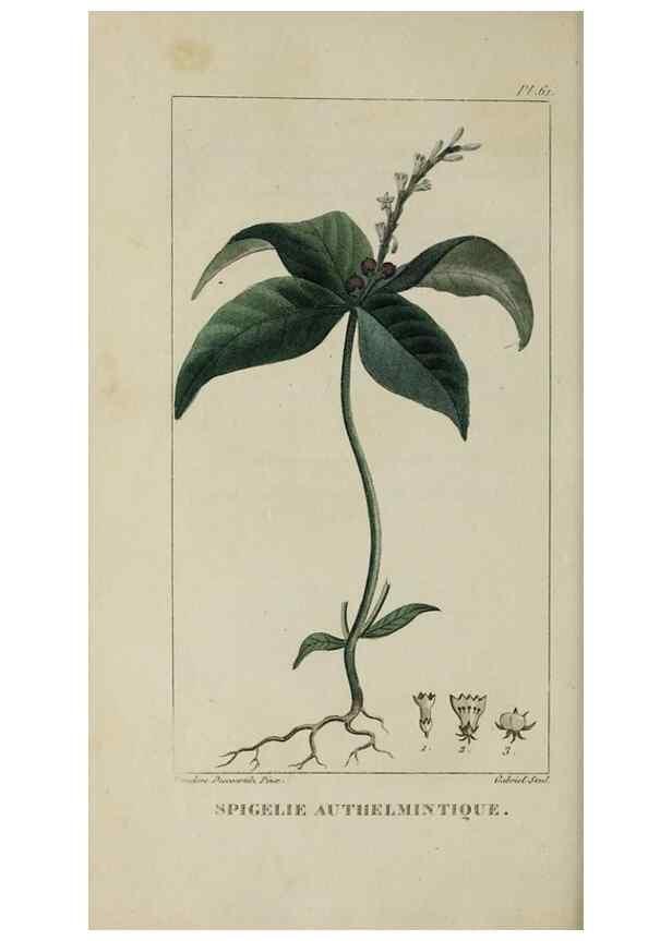 Reproducción/Reproduction 49743187516: Flore pittoresque et médicale des Antilles, ou, Histoire naturelle des plantes usuelles des colonies françaises, anglaises, espagnoles, et portugaises /. Paris :Ches l'Editeur,1833.. 