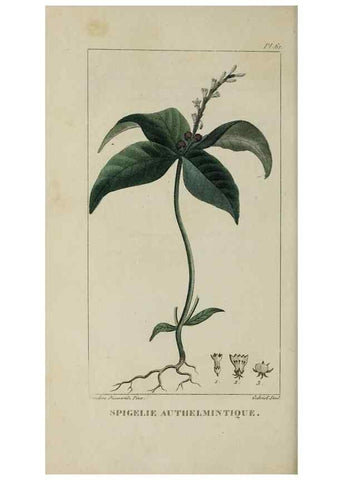 Reproducción/Reproduction 49743187516: Flore pittoresque et médicale des Antilles, ou, Histoire naturelle des plantes usuelles des colonies françaises, anglaises, espagnoles, et portugaises /. Paris :Ches l'Editeur,1833.. 