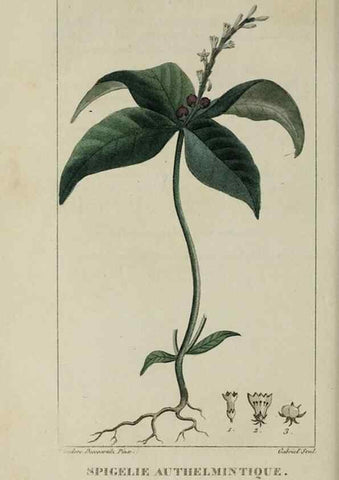 Reproducción/Reproduction 49743187516: Flore pittoresque et médicale des Antilles, ou, Histoire naturelle des plantes usuelles des colonies françaises, anglaises, espagnoles, et portugaises /. Paris :Ches l'Editeur,1833.. 