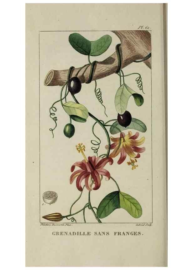 Reproducción/Reproduction 49743509367: Flore pittoresque et médicale des Antilles, ou, Histoire naturelle des plantes usuelles des colonies françaises, anglaises, espagnoles, et portugaises /. Paris :Ches l'Editeur,1833.. 