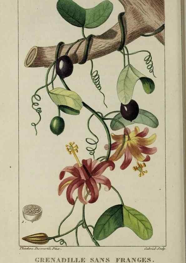 Reproducción/Reproduction 49743509367: Flore pittoresque et médicale des Antilles, ou, Histoire naturelle des plantes usuelles des colonies françaises, anglaises, espagnoles, et portugaises /. Paris :Ches l'Editeur,1833.. 