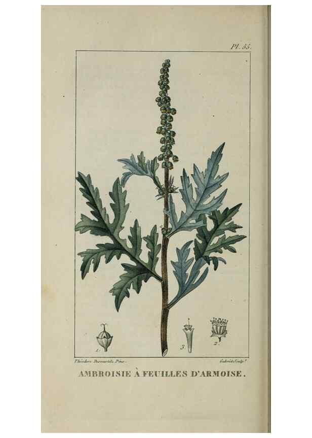 Reproducción/Reproduction 49743185521: Flore pittoresque et médicale des Antilles, ou, Histoire naturelle des plantes usuelles des colonies françaises, anglaises, espagnoles, et portugaises /. Paris :Ches l'Editeur,1833.. 