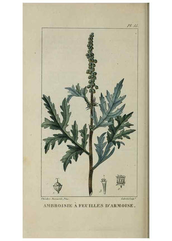 Reproducción/Reproduction 49743185521: Flore pittoresque et médicale des Antilles, ou, Histoire naturelle des plantes usuelles des colonies françaises, anglaises, espagnoles, et portugaises /. Paris :Ches l'Editeur,1833.. 