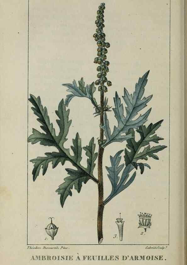 Reproducción/Reproduction 49743185521: Flore pittoresque et médicale des Antilles, ou, Histoire naturelle des plantes usuelles des colonies françaises, anglaises, espagnoles, et portugaises /. Paris :Ches l'Editeur,1833.. 