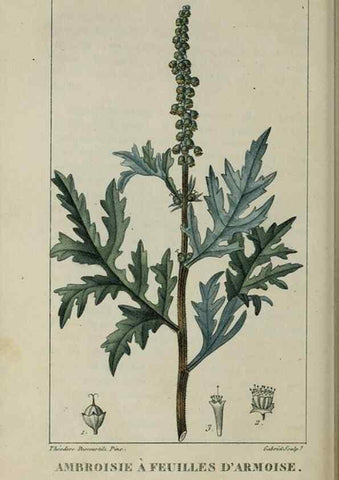 Reproducción/Reproduction 49743185521: Flore pittoresque et médicale des Antilles, ou, Histoire naturelle des plantes usuelles des colonies françaises, anglaises, espagnoles, et portugaises /. Paris :Ches l'Editeur,1833.. 