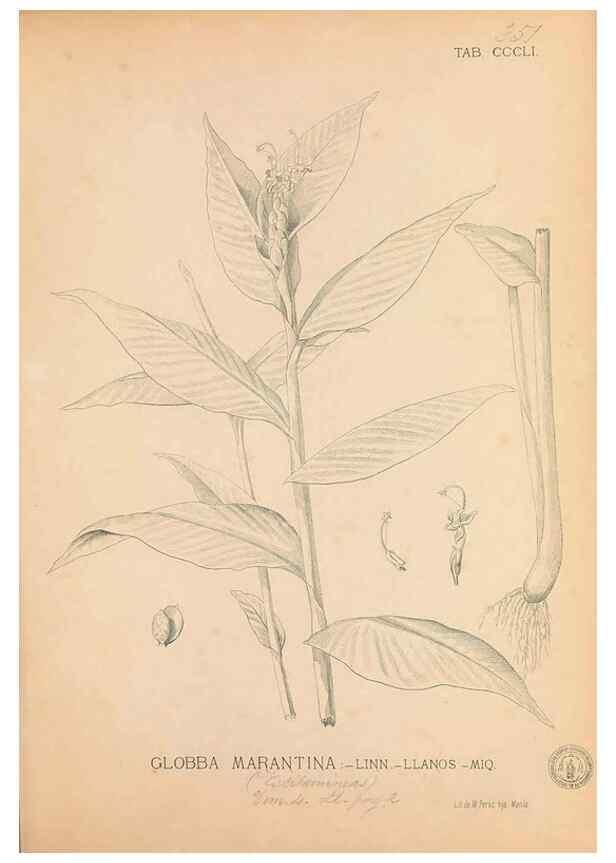 Reproducción/Reproduction 49747534367: Flora de Filipinas,. Manila,Estab. tip. de Plana y ca.,1877-83.. 