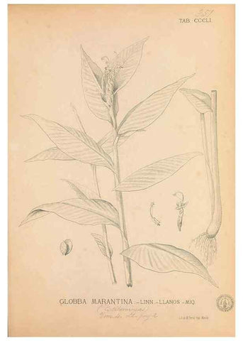 Reproducción/Reproduction 49747534367: Flora de Filipinas,. Manila,Estab. tip. de Plana y ca.,1877-83.. 