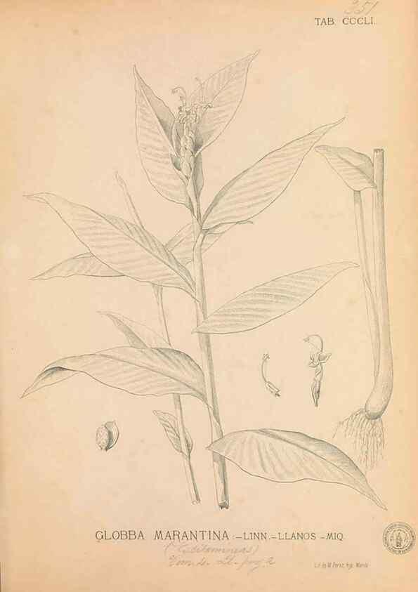 Reproducción/Reproduction 49747534367: Flora de Filipinas,. Manila,Estab. tip. de Plana y ca.,1877-83.. 