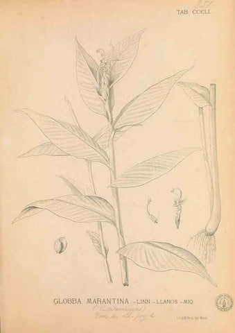 Reproducción/Reproduction 49747534367: Flora de Filipinas,. Manila,Estab. tip. de Plana y ca.,1877-83.. 
