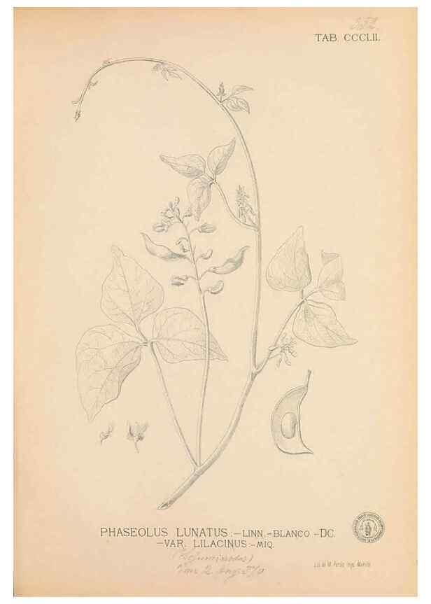Reproducción/Reproduction 49747534712: Flora de Filipinas,. Manila,Estab. tip. de Plana y ca.,1877-83.. 