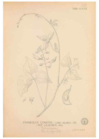 Reproducción/Reproduction 49747534712: Flora de Filipinas,. Manila,Estab. tip. de Plana y ca.,1877-83.. 