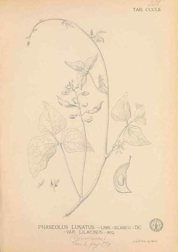 Reproducción/Reproduction 49747534712: Flora de Filipinas,. Manila,Estab. tip. de Plana y ca.,1877-83.. 