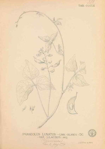 Reproducción/Reproduction 49747534712: Flora de Filipinas,. Manila,Estab. tip. de Plana y ca.,1877-83.. 