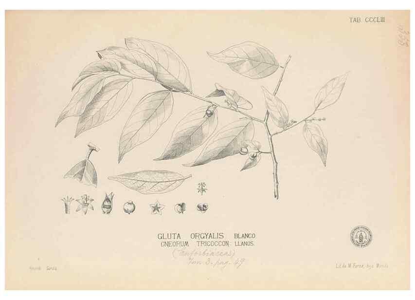 Reproducción/Reproduction 49746666633: Flora de Filipinas,. Manila,Estab. tip. de Plana y ca.,1877-83.. 