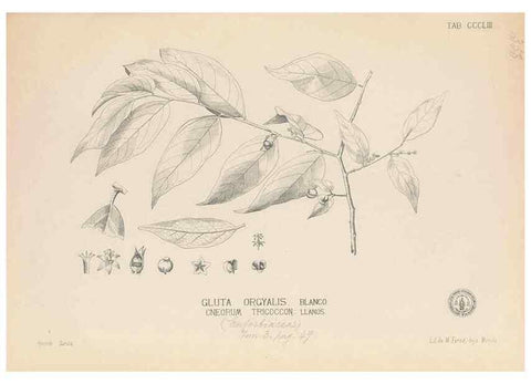 Reproducción/Reproduction 49746666633: Flora de Filipinas,. Manila,Estab. tip. de Plana y ca.,1877-83.. 