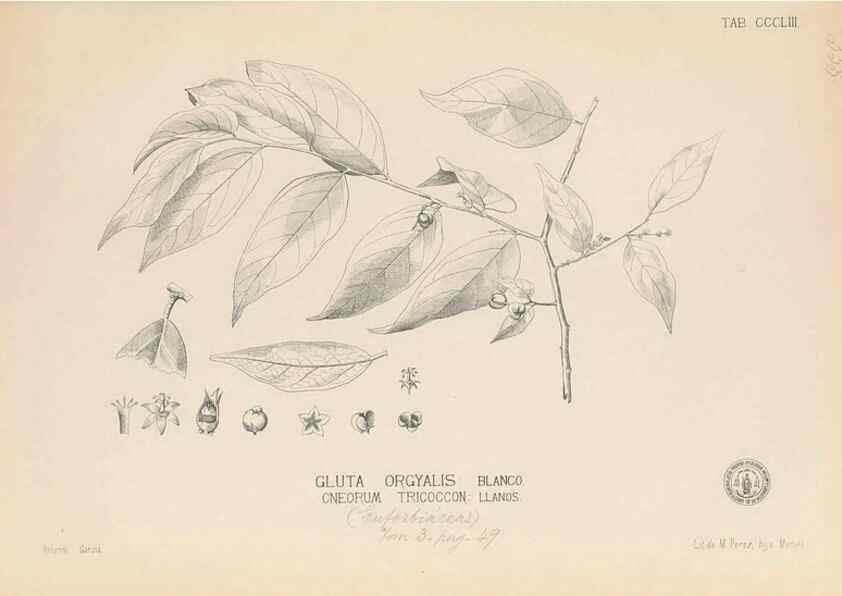 Reproducción/Reproduction 49746666633: Flora de Filipinas,. Manila,Estab. tip. de Plana y ca.,1877-83.. 