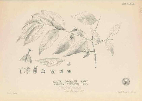 Reproducción/Reproduction 49746666633: Flora de Filipinas,. Manila,Estab. tip. de Plana y ca.,1877-83.. 