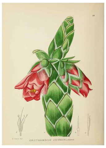 Reproducción/Reproduction 49754030097: The Flowering plants of Africa.. Pretoria [etc.]Botanical Research Institute, Dept. of Agricultural Technical Services, Republic of South Africa.. 