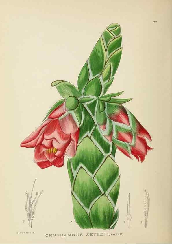 Reproducción/Reproduction 49754030097: The Flowering plants of Africa.. Pretoria [etc.]Botanical Research Institute, Dept. of Agricultural Technical Services, Republic of South Africa.. 